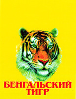 BENGALSKY TIGR.