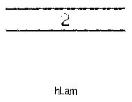 hLam 2