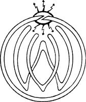 VW
