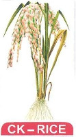 CK-RICE