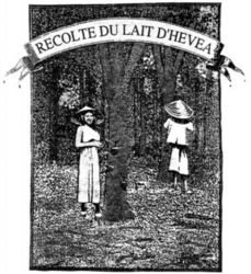 RECOLTE DU LAIT D'HEVEA