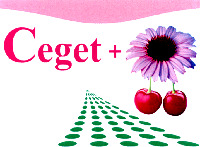 Ceget +