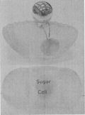 Sugar Cell