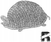 R
