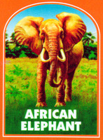 AFRICAN ELEPHANT