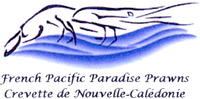 French Pacific Paradise Prawns Crevette de Nouvelle-Calédonie