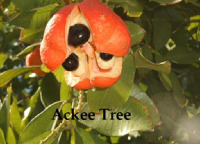 Ackee Tree