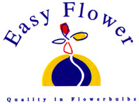 Easy Flower Quality in Flowerbulbs