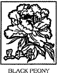 BLACK PEONY