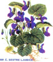 RP. C. SESTRE LJUBICE