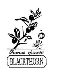 BLACKTHORN