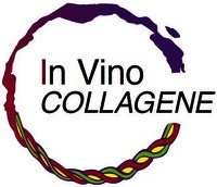 In Vino COLLAGENE
