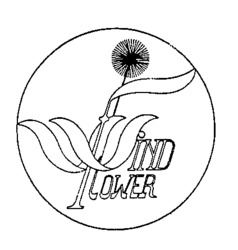 WIND FLOWER