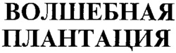 VOLSHEBNAYA PLANTATSIYA