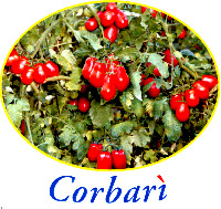 Corbarì