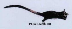 PHALANGER