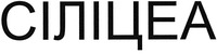 Silicea