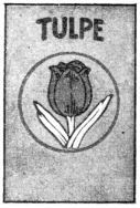 Tulpe