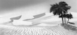 Desert with palm tree (figurative).