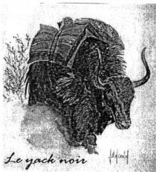 Le yack noir