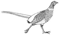 Qarataw