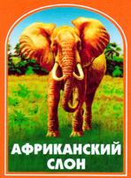 AFRIKANSKY SLON.
