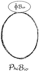PhiBio