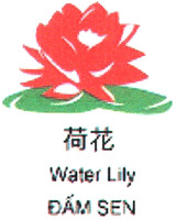 Water Lily DAM SEN
