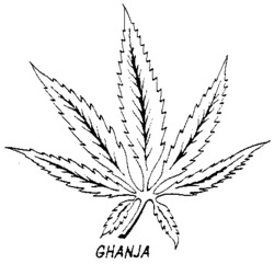 GHANJA