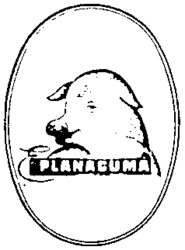 PLANAGUMÀ