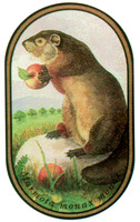 Marmota monax monax