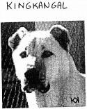 KINGKANGAL