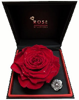 ROSE D'ANVERS