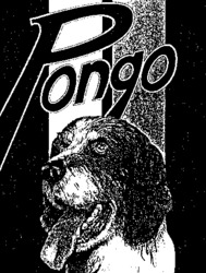 Pongo