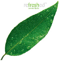 refreshed Lemon Myrtle