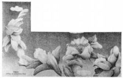 Anaïs Anaïs