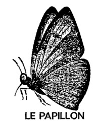 LE PAPILLON